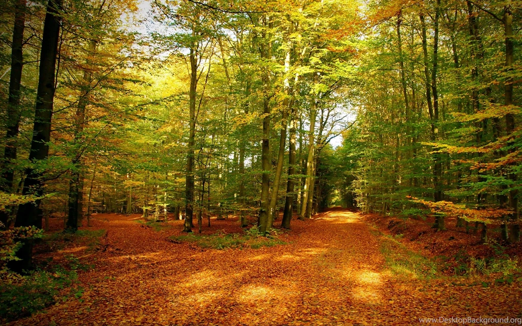 Gold Autumn Forest Wallpaper: Desktop HD Wallpapers Download Free ...