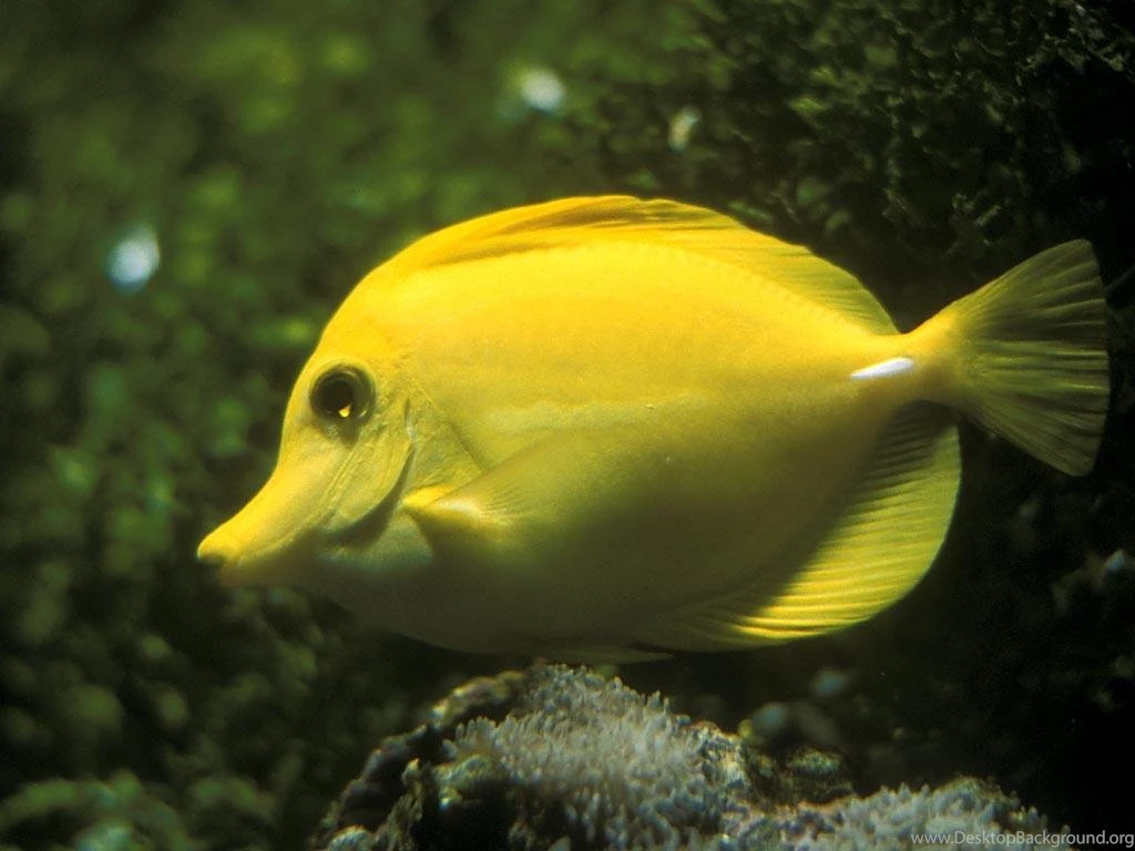 Yellow Angel Fish Yellow Angel Fish – Photos Wallpapers HD