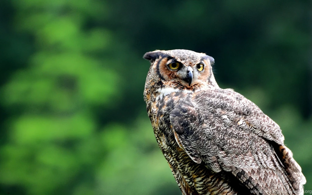 Owl Wallpapers