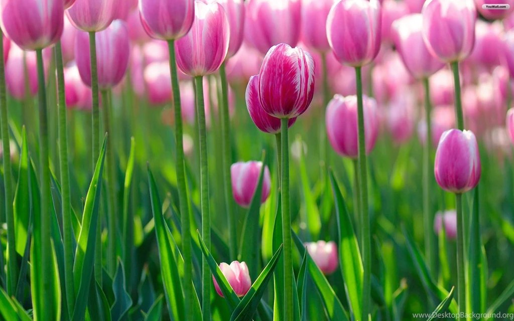 Pink Tulips Wallpapers 188583