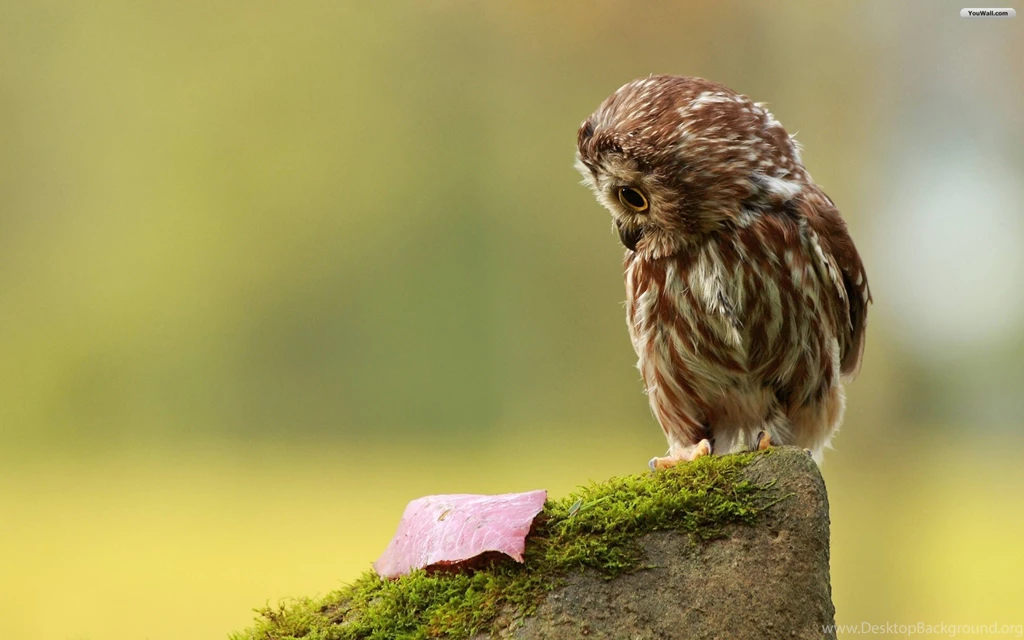 YouWall Little Owl Wallpapers Wallpaper,wallpapers,free ...