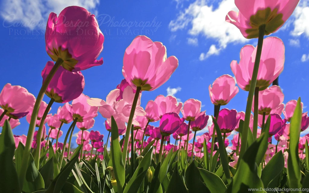 Beautiful Pink Tulips 1680x1050px