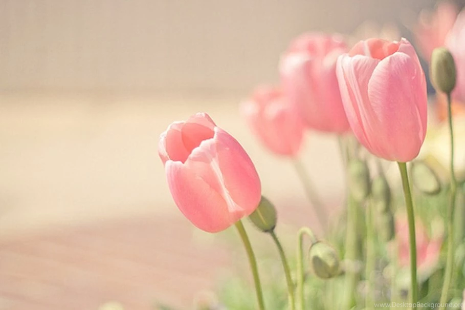 Backgrounds Pink Tulips   Bing Images