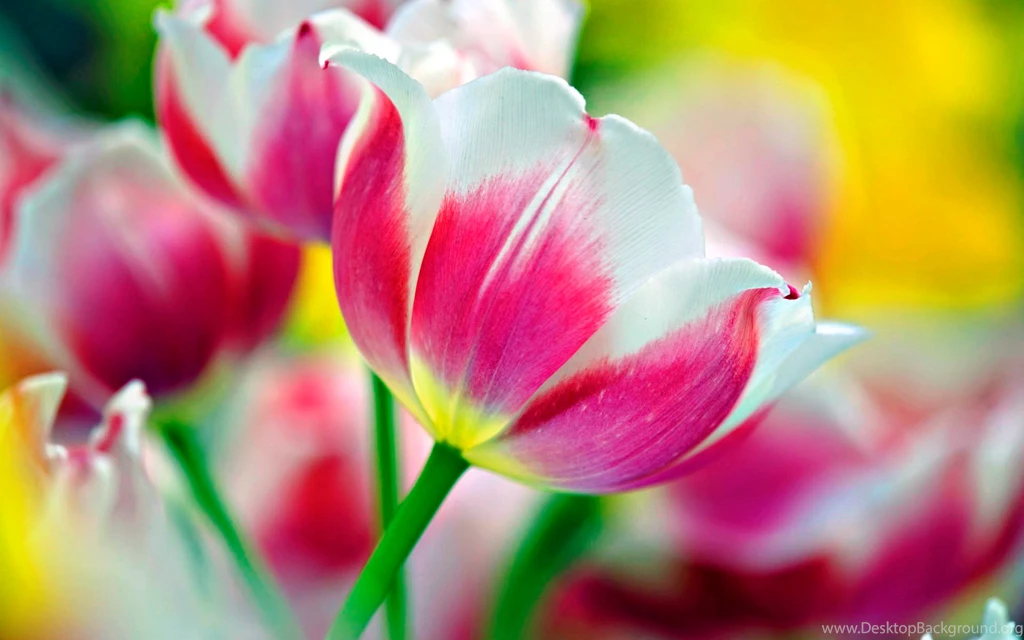 Pink Tulip Nature Flower