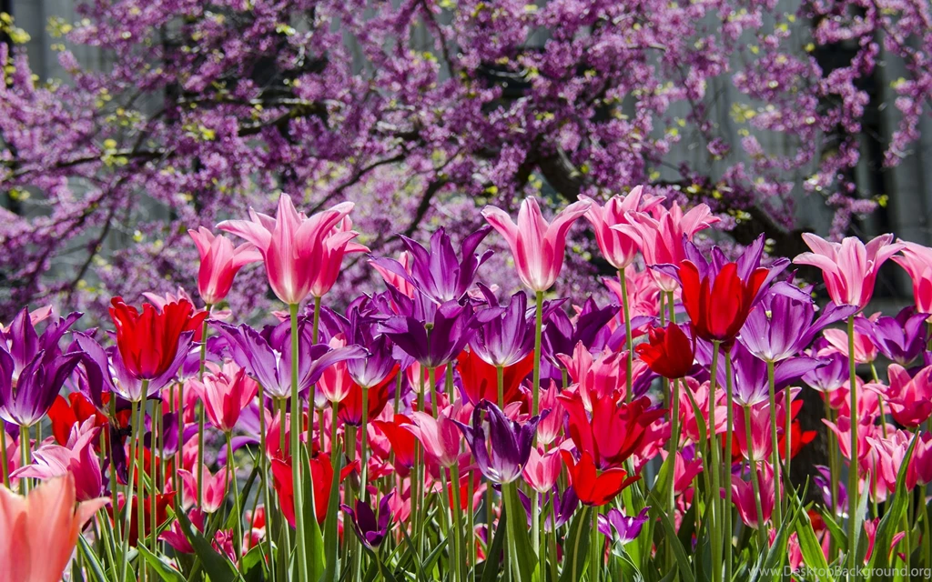 Purple Pink Tulips Wallpapers 244743