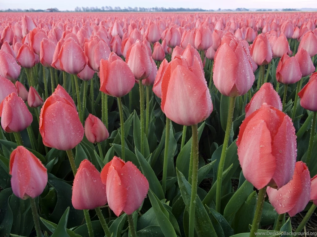 1920x1440 Pink Tulips Desktop PC And Mac Wallpapers