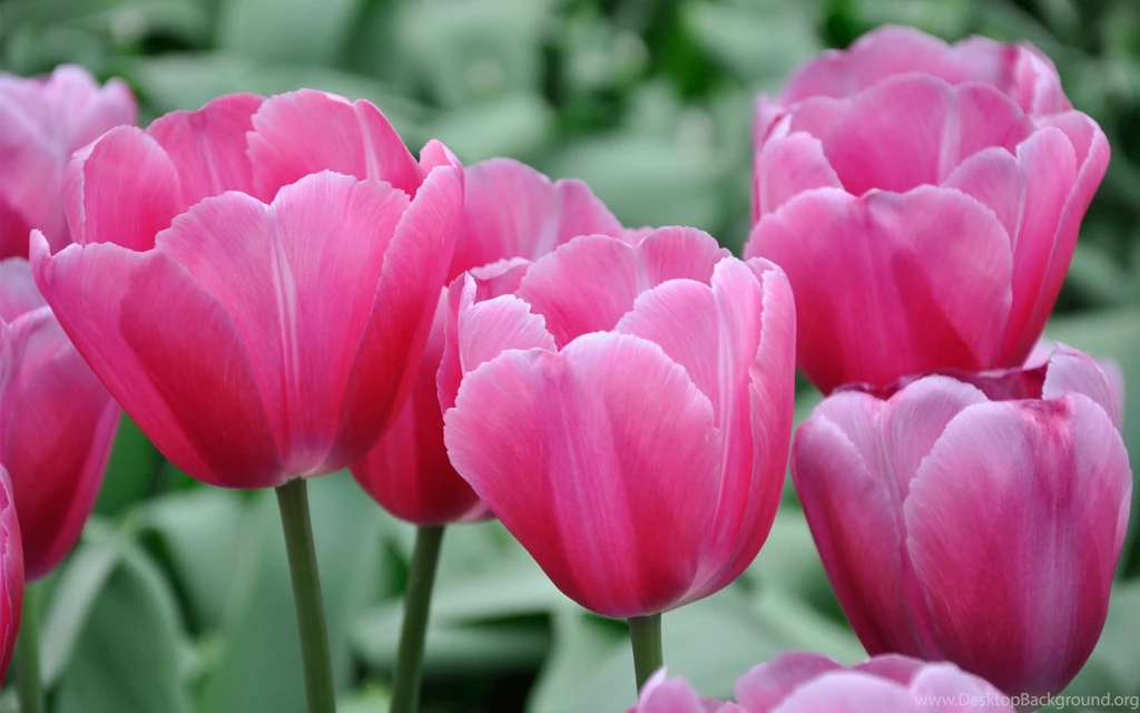 Nature Wallpapers With Pink Tulips Flower Garden