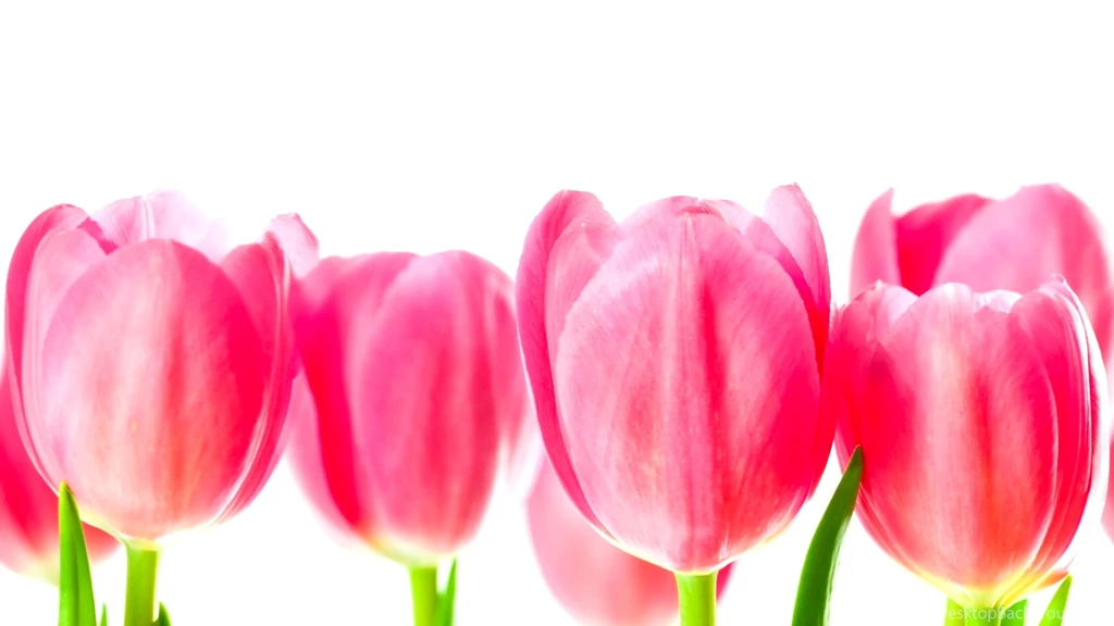 Pink Tulips Wallpapers 5 Items