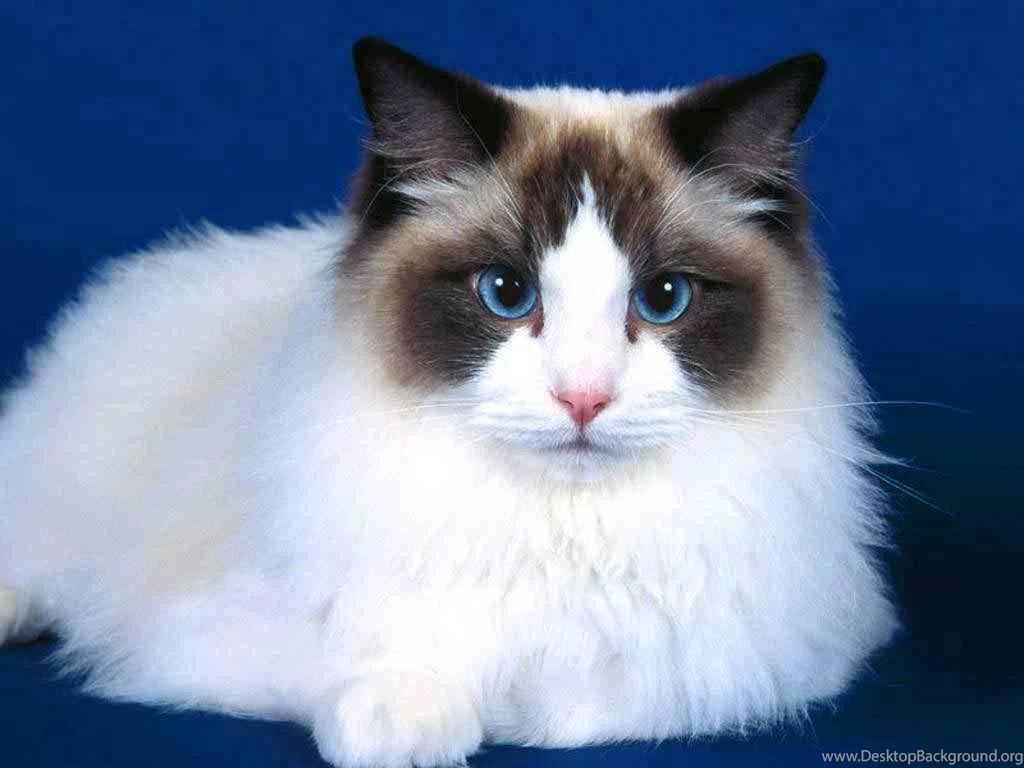 Ragdoll Cat HD Wallpapers