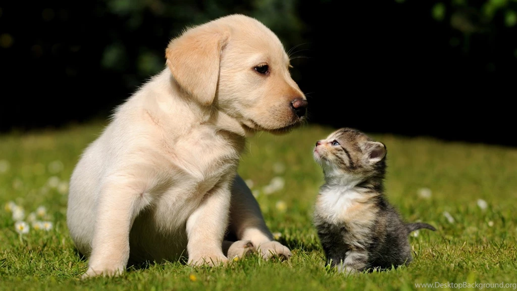1600x900 Cute Puppy Kitten Wallpapers