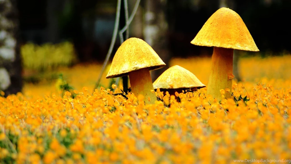 Hd Nature Wallpapers For Android Phones