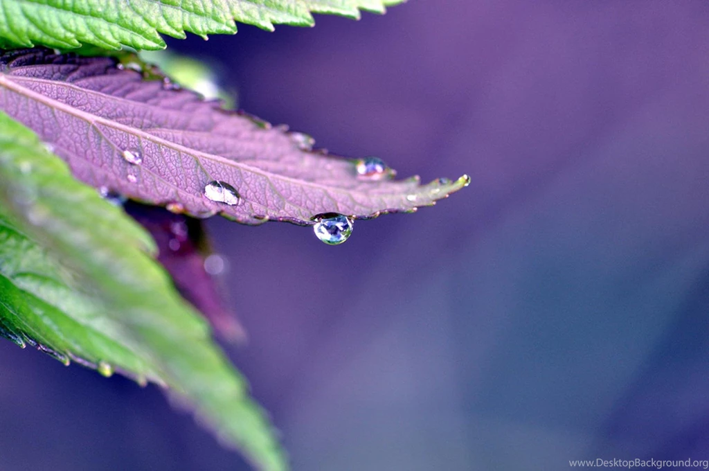 Purple Rain   (