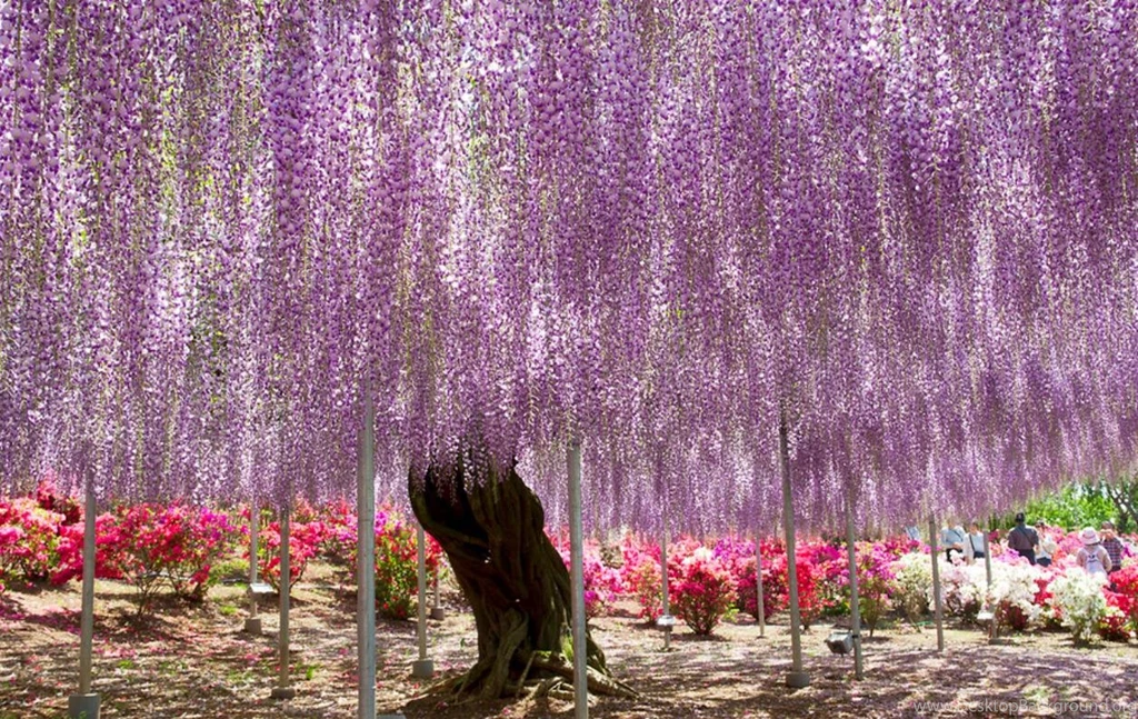 PURPLE RAIN WALLPAPER (