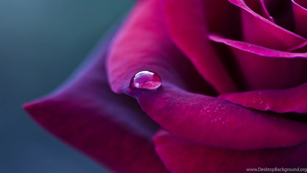 Purple Rose And Drop Of Rain Wallpapers And Images   Wallpapers ...