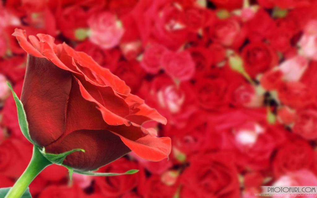 Free Download Of Beautiful Wallpapers Desktop Backgrounds
