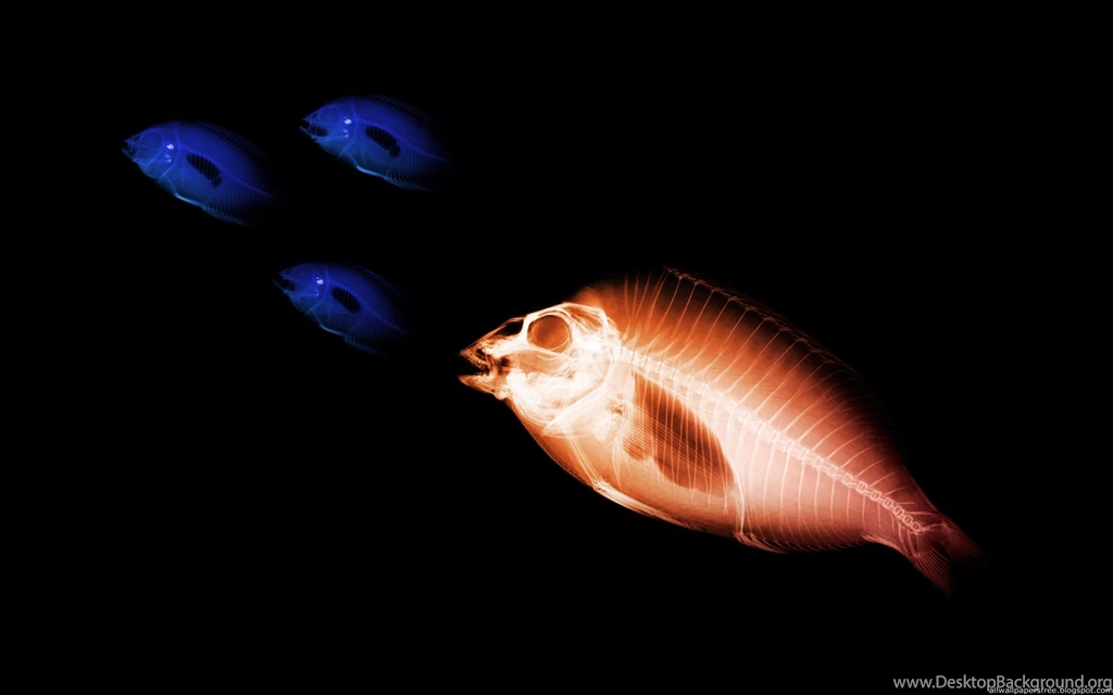 80_X_Ray_Wallpapers_1920_X_1200 62.jpg_60.jpg
