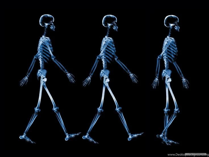 Free Art Wallpapers X Ray Wallpapers 1600x1200 Wallpapers Index ...
