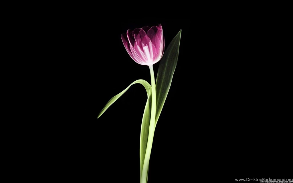 Best 79 X Ray Wallpapers Full HD   X Ray Machines Blog Articles