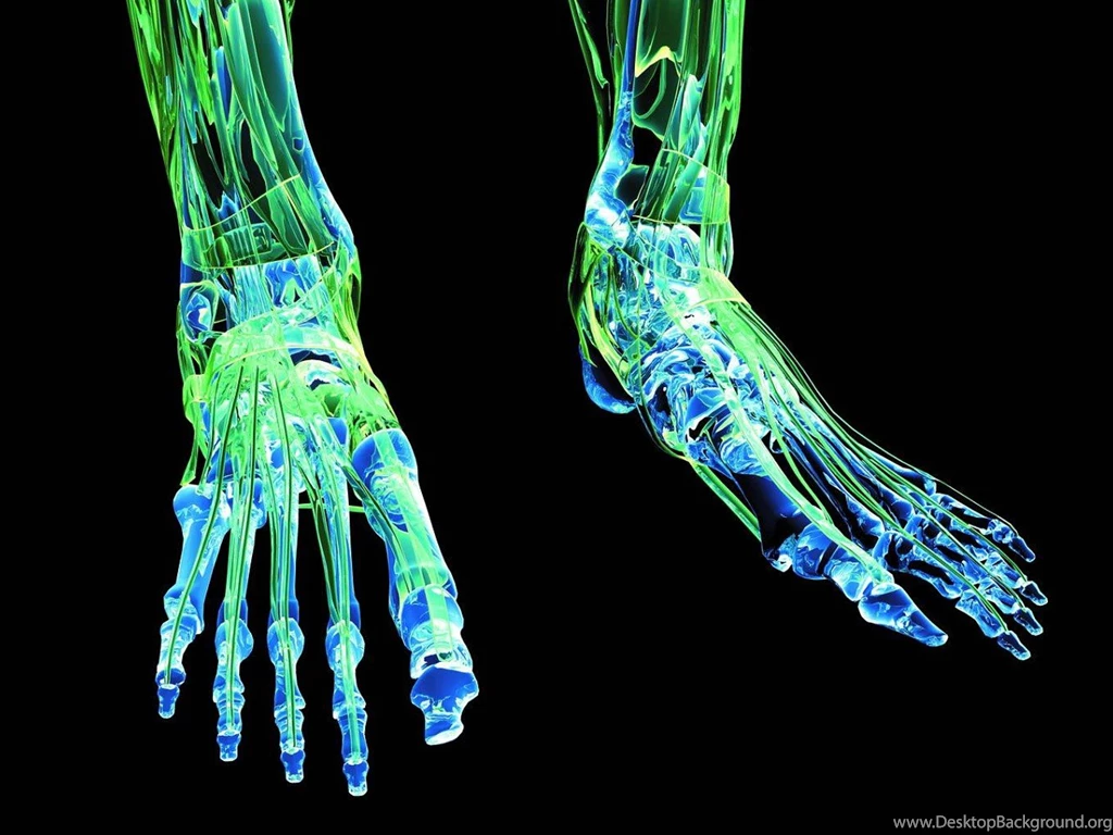 Description Free Download Feet On X Ray Wallpapers Wallpapers ...