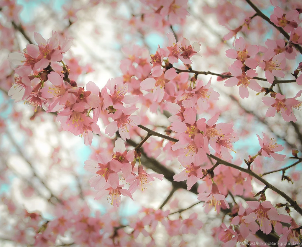 Pretty Wallpapers Tumblr X3C Savewallpaper.com