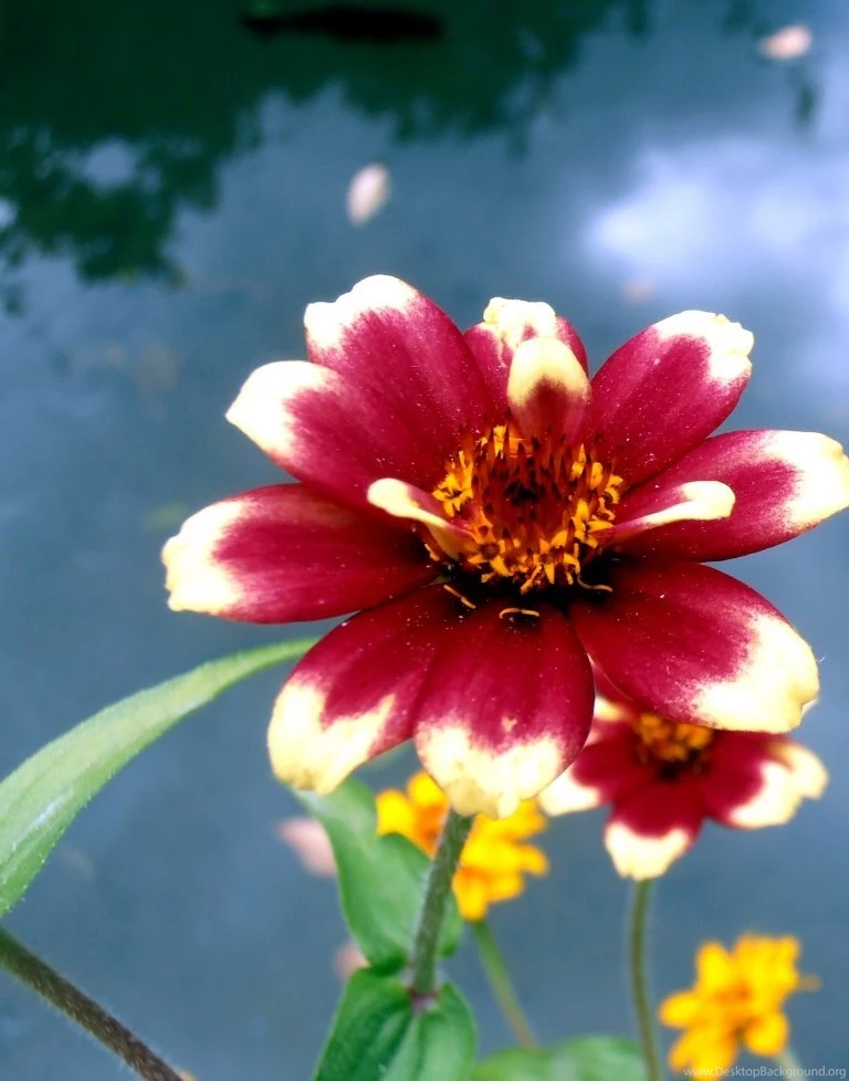 Latest Flower Wallpapers For Mobile HD Wallpaper Backgrounds Of ...
