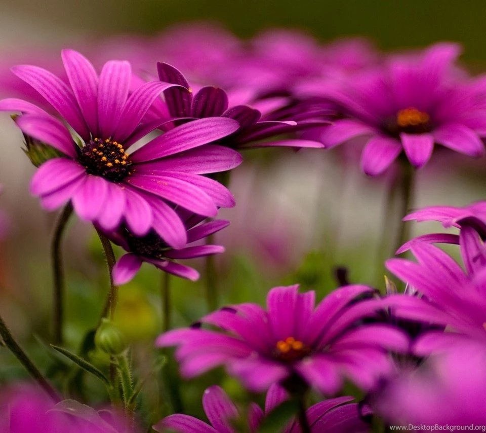 Latest Flower Wallpapers For Mobile