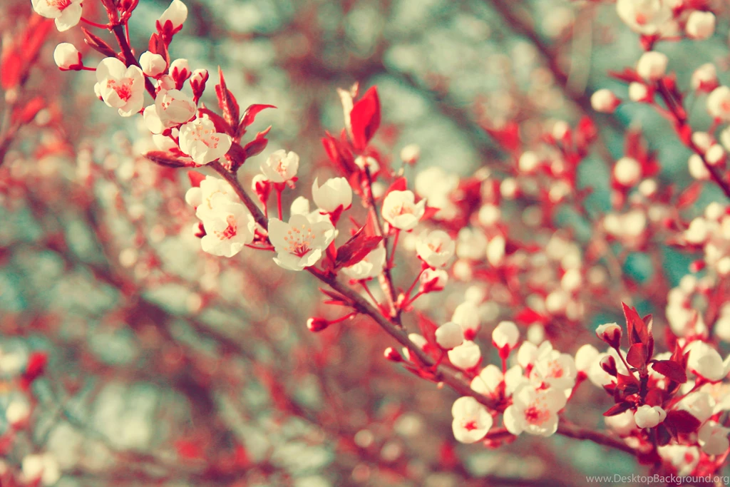 Tumblr Wallpapers Pretty C4Y » WALLPAPERUN.COM