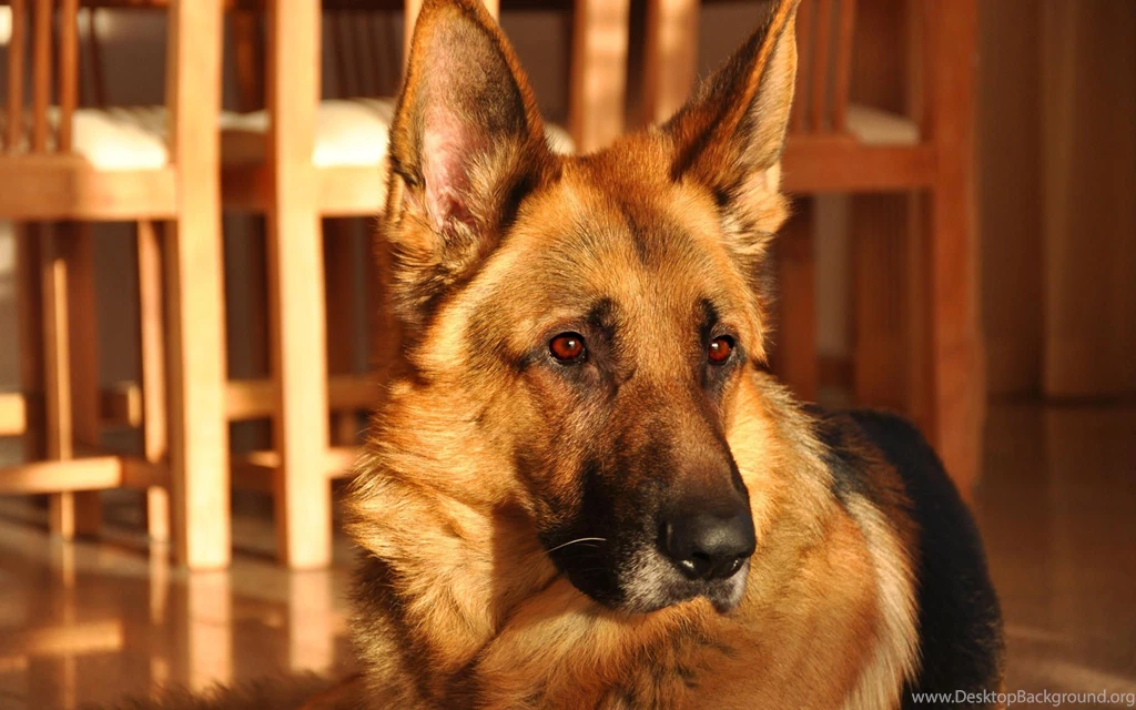 Dog German Shepherd Wallpapers