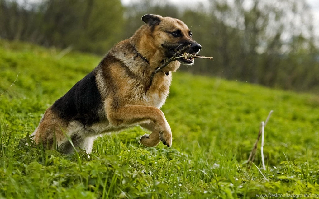 20 HD German Shepherd Dog Wallpapers HDWallSource.com
