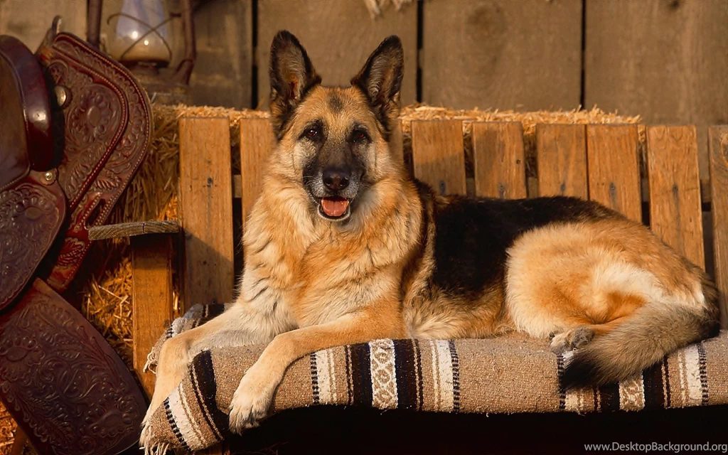 German Shepherd Computer Wallpapers, Desktop Backgrounds ...