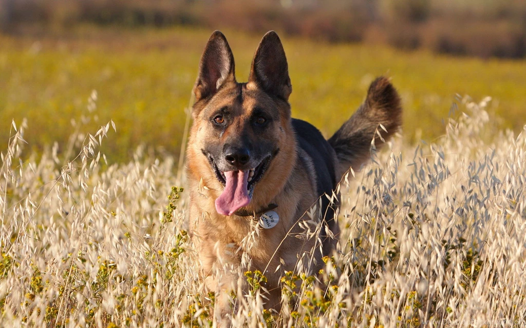 Shepherd Dog HD Wallpapers