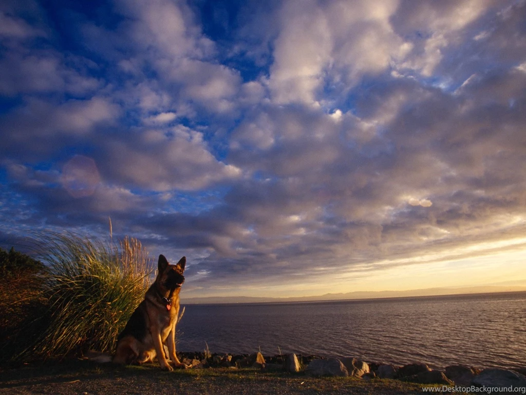 HD German Shepherd On The Beach Wallpapers   New Post Has Been ...