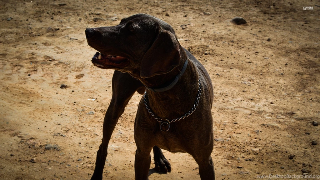 German Shorthaired Pointer Wallpapers Animal Wallpapers