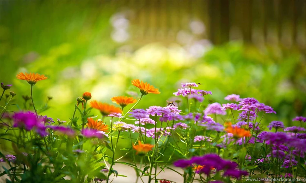 Flower Hd Wallpapers Free Download