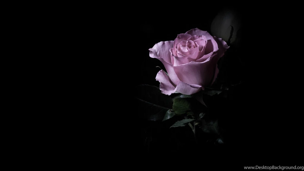 Purple Rose In The Dark Wallpapers And Images Wallpapers ...
