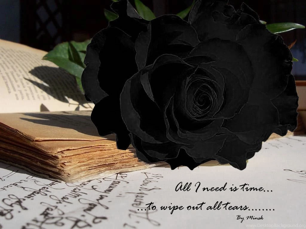 4966) Black Rose Widescreen HD Wallpapers WalOps.com