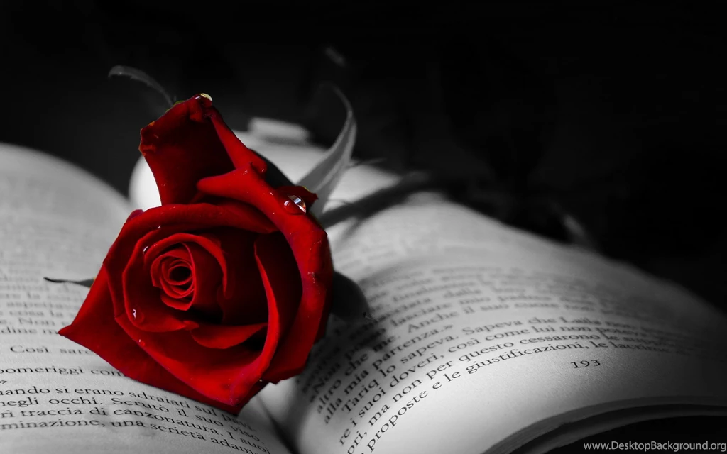 Book With Red Rose >> HD Wallpaper, Get It Now!