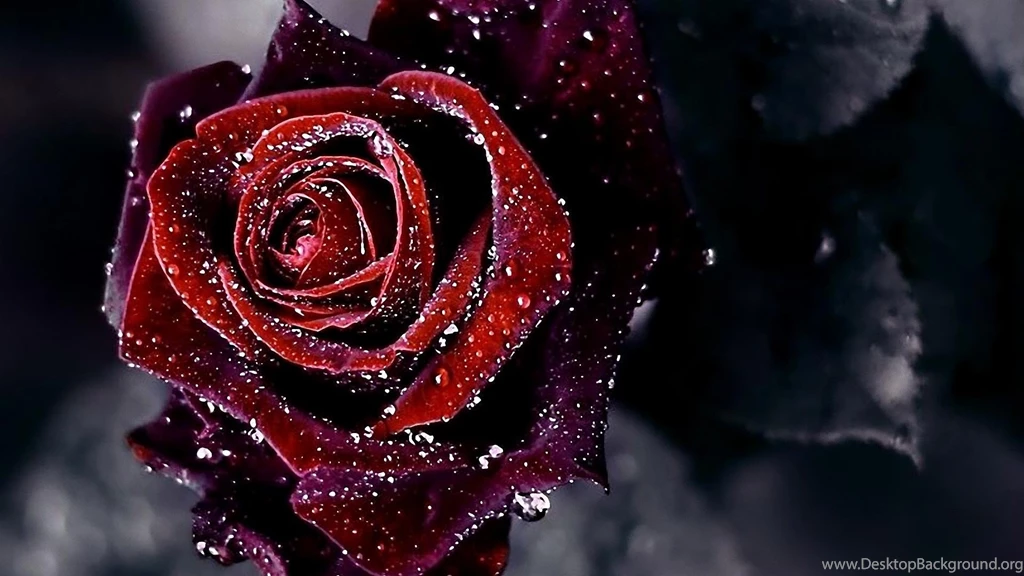 Black Rose Wallpapers High Definition High Quality Widescreen ...