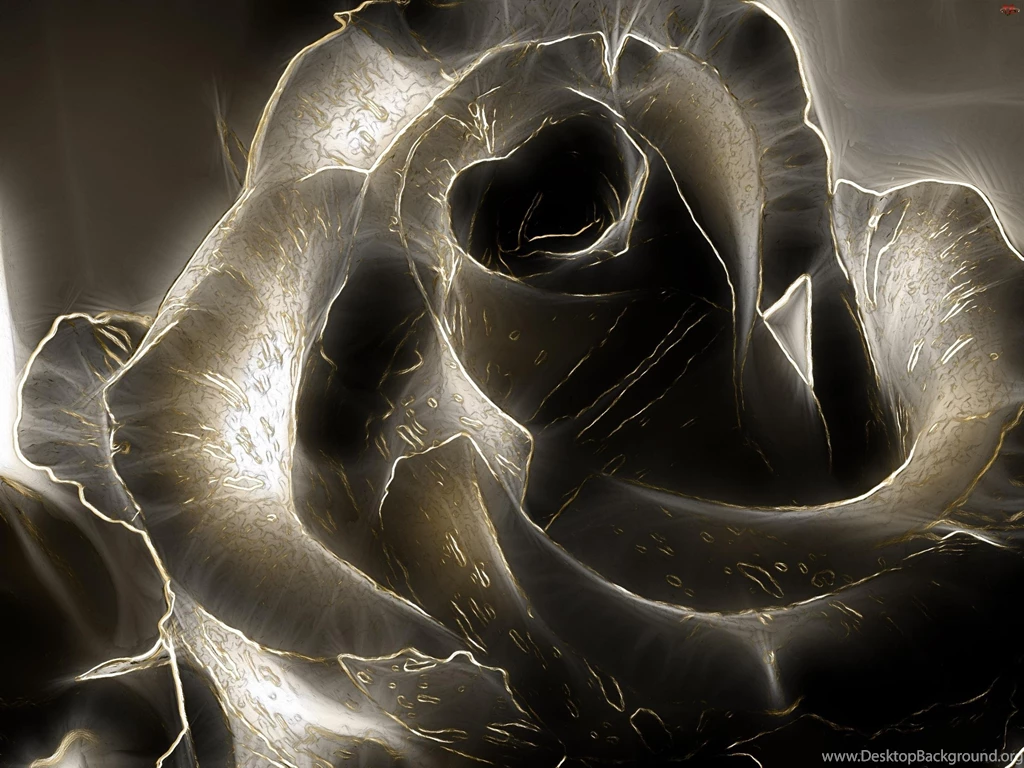 Black Rose >> HD Wallpaper, Get It Now!