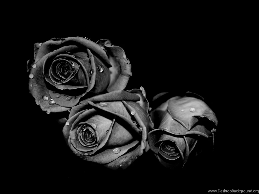 Download Black Rose Pictures Free By Udhao.net