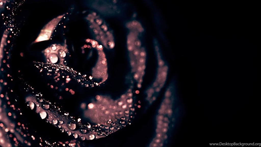Dark Rose Widescreen Wallpapers