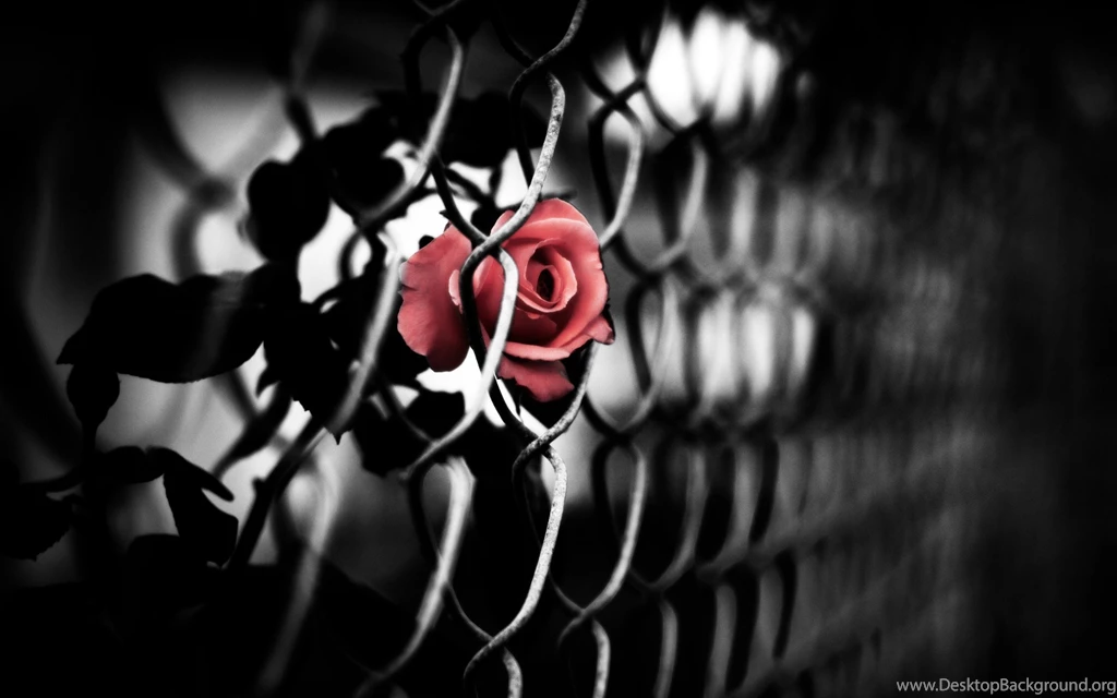 Artistic Picture Red Rose Behind Bars