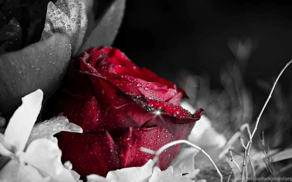 Dark Red Rose 5389