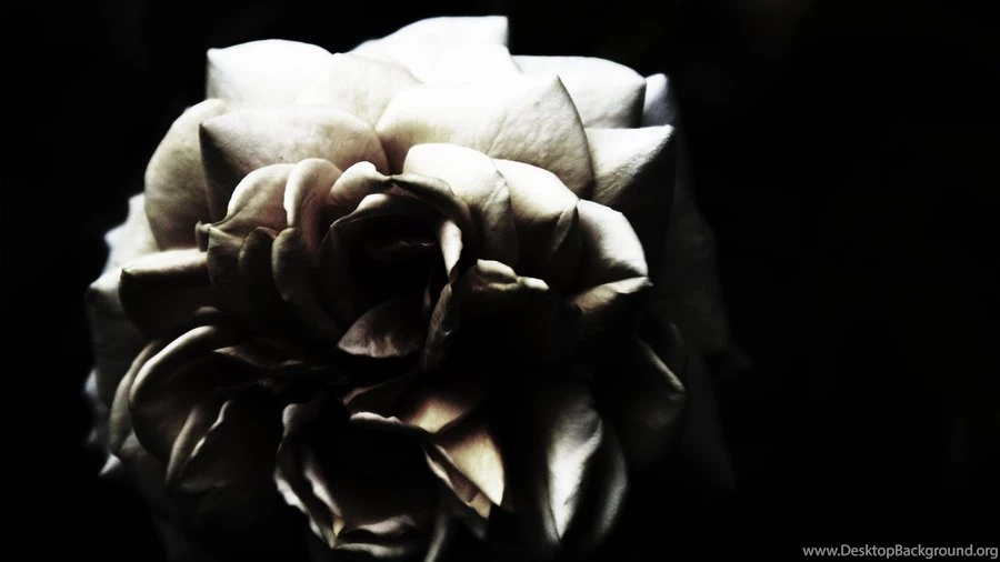 Dark Rose Wallpapers By NatHobson On DeviantArt