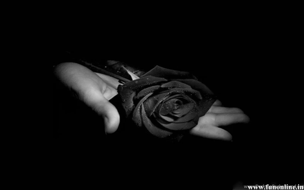 Black Rose Wallpapers, Beautiful Black Roses HD Wallpapers For Free