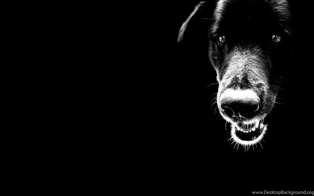Wild Black Dog Desktop Wallpaper Backgrounds