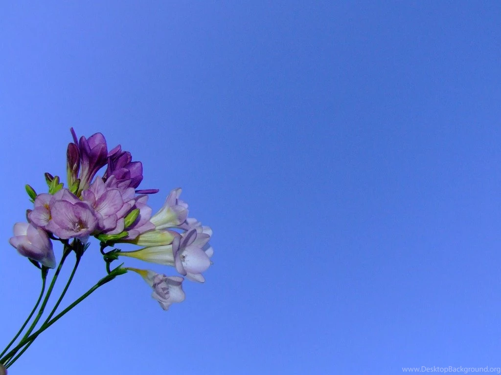 Spring Flowers Against Blue Sky Backgrounds