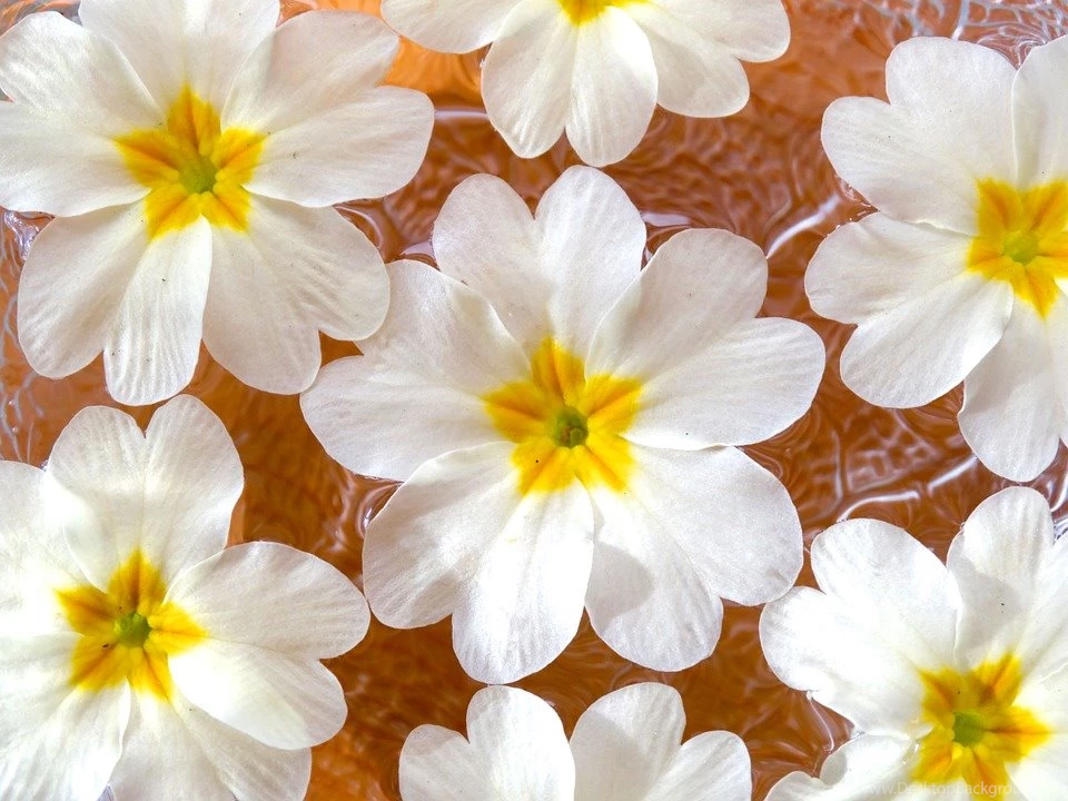 Free Photo: Flowers, Spring Flowers, Backgrounds   Free Image On ...