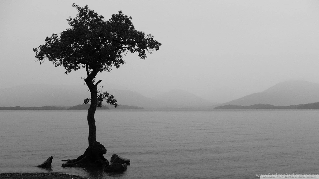 Tree Wallpapers Black And White Desktop Backgrounds