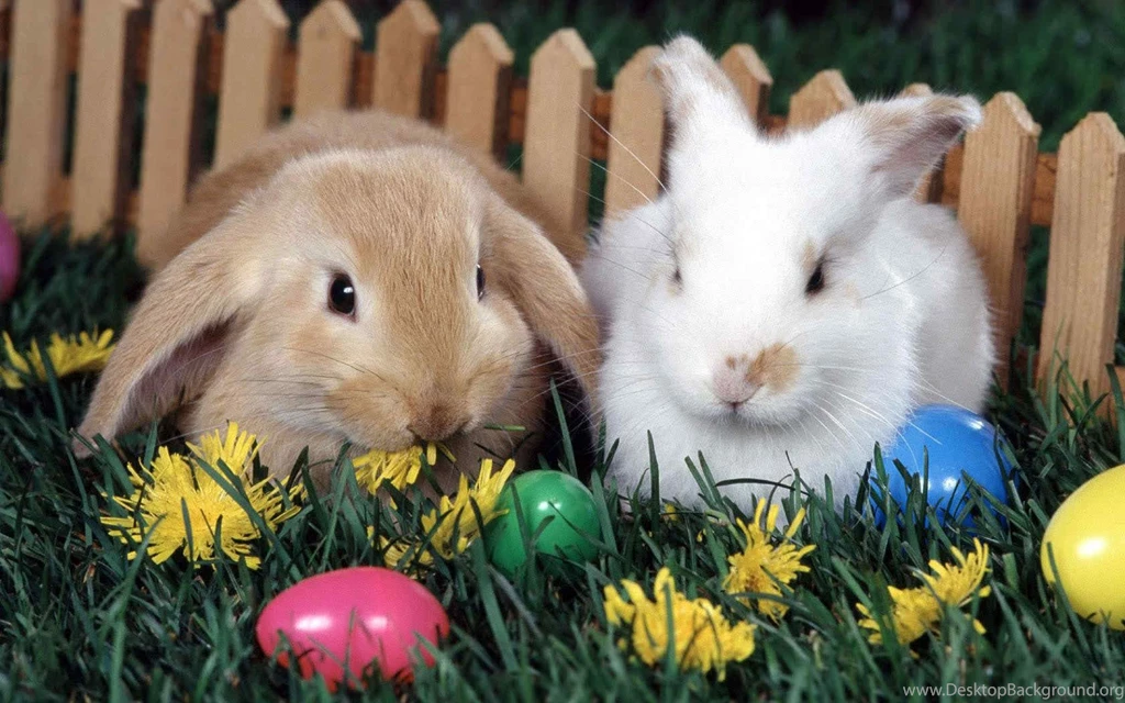 Easter Bunnies Wallpapers ~ Toptenpack.com